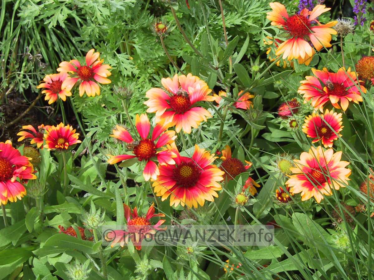 Gaillardia grandiflora Kobold 01.JPG